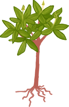 Leafy